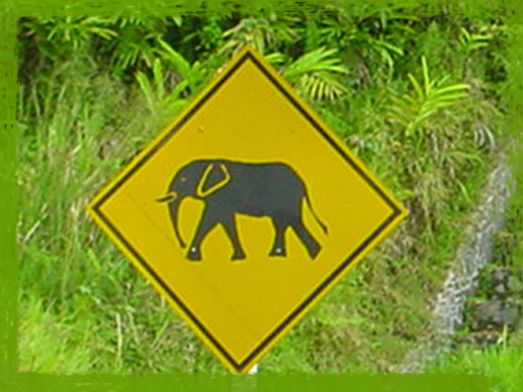 Elephant Crossing